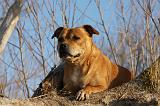 STAFFIE 307